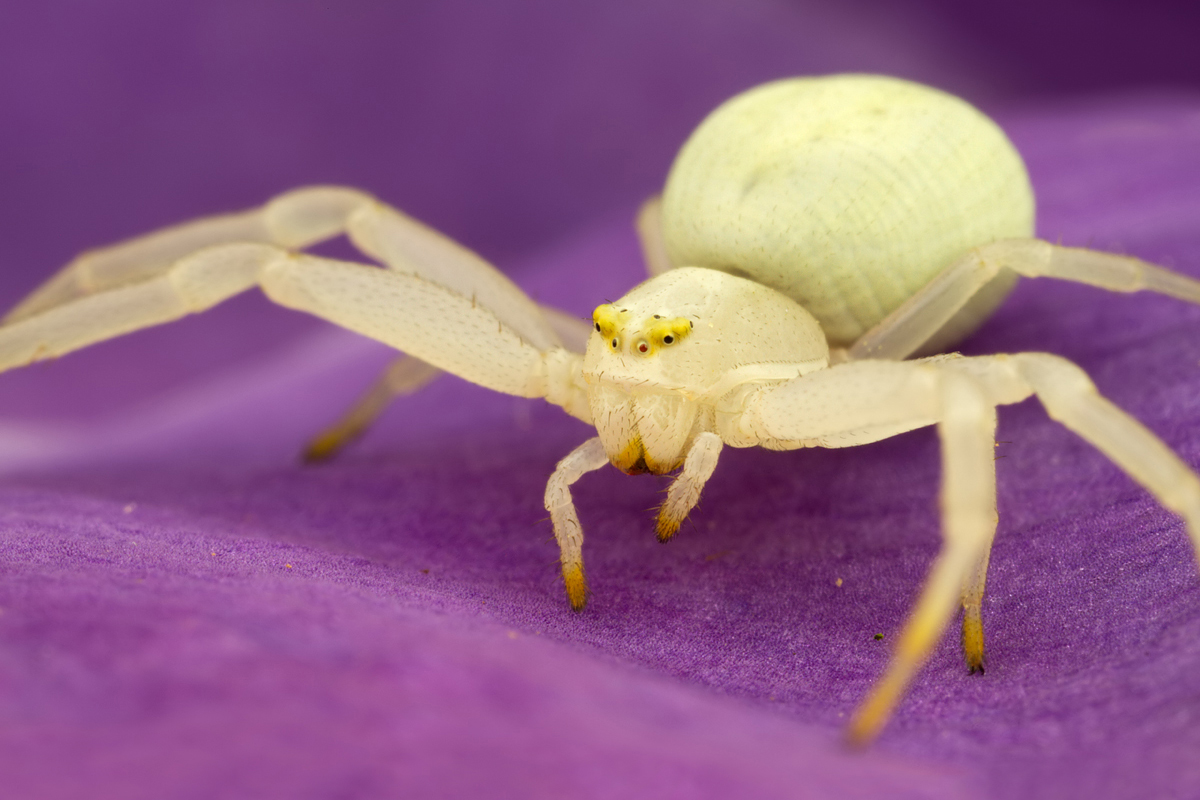 Crab Spider - Misumena vatia 2